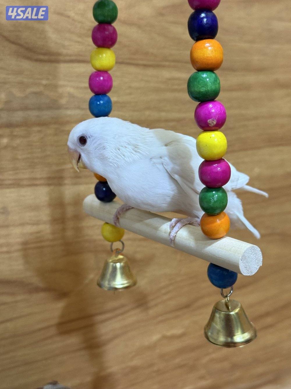 للبيع لوف بيرد ربوه يصلح حق الصغار والكبار تناديه يجيك نهاية عس1