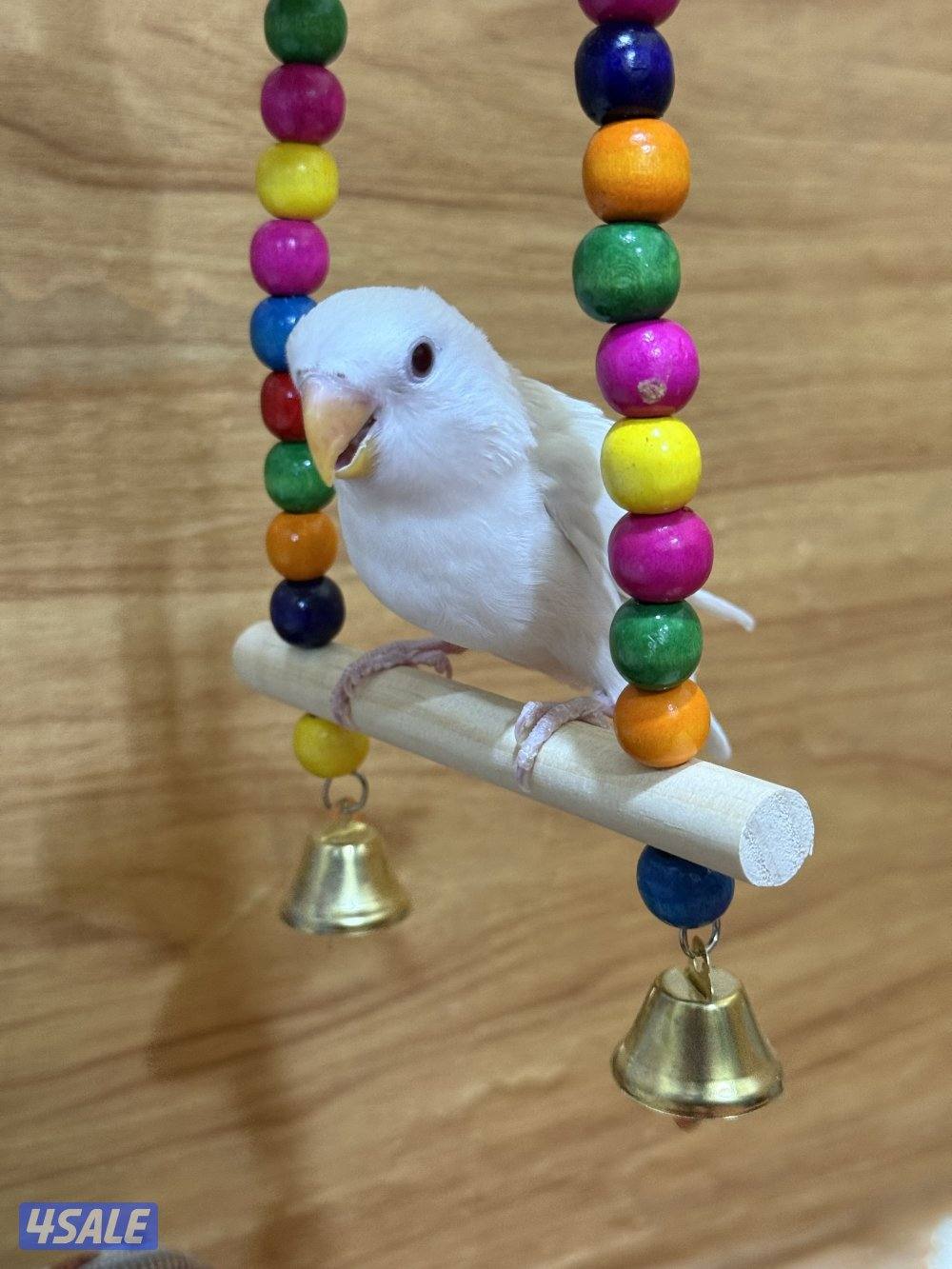 للبيع لوف بيرد ربوه يصلح حق الصغار والكبار تناديه يجيك نهاية عس2