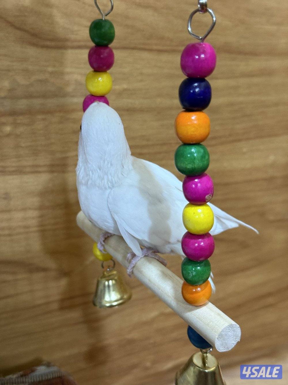 للبيع لوف بيرد ربوه يصلح حق الصغار والكبار تناديه يجيك نهاية عس3