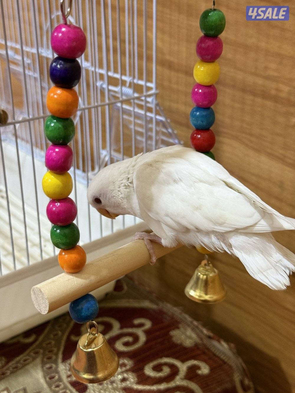 للبيع لوف بيرد ربوه يصلح حق الصغار والكبار تناديه يجيك نهاية عس5