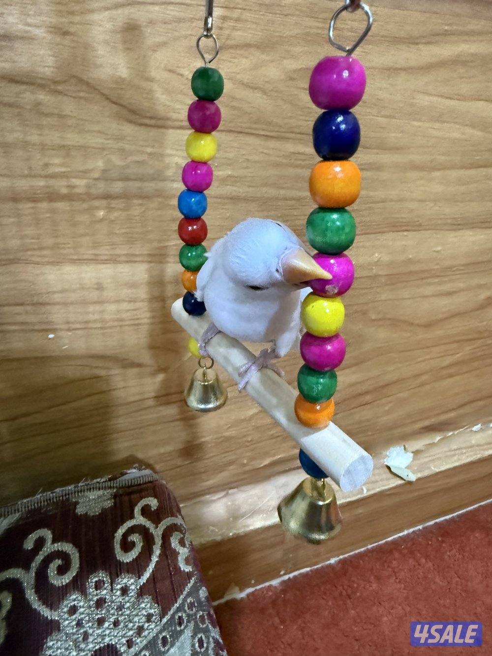 للبيع لوف بيرد ربوه يصلح حق الصغار والكبار تناديه يجيك نهاية عس6