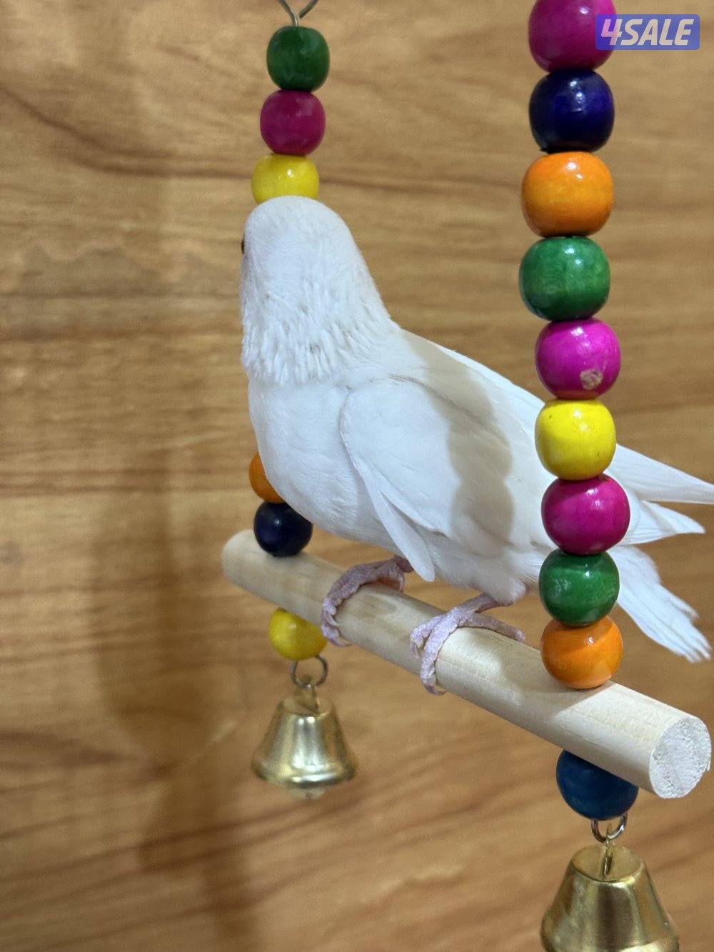 للبيع لوف بيرد ربوه يصلح حق الصغار والكبار تناديه يجيك نهاية عس7