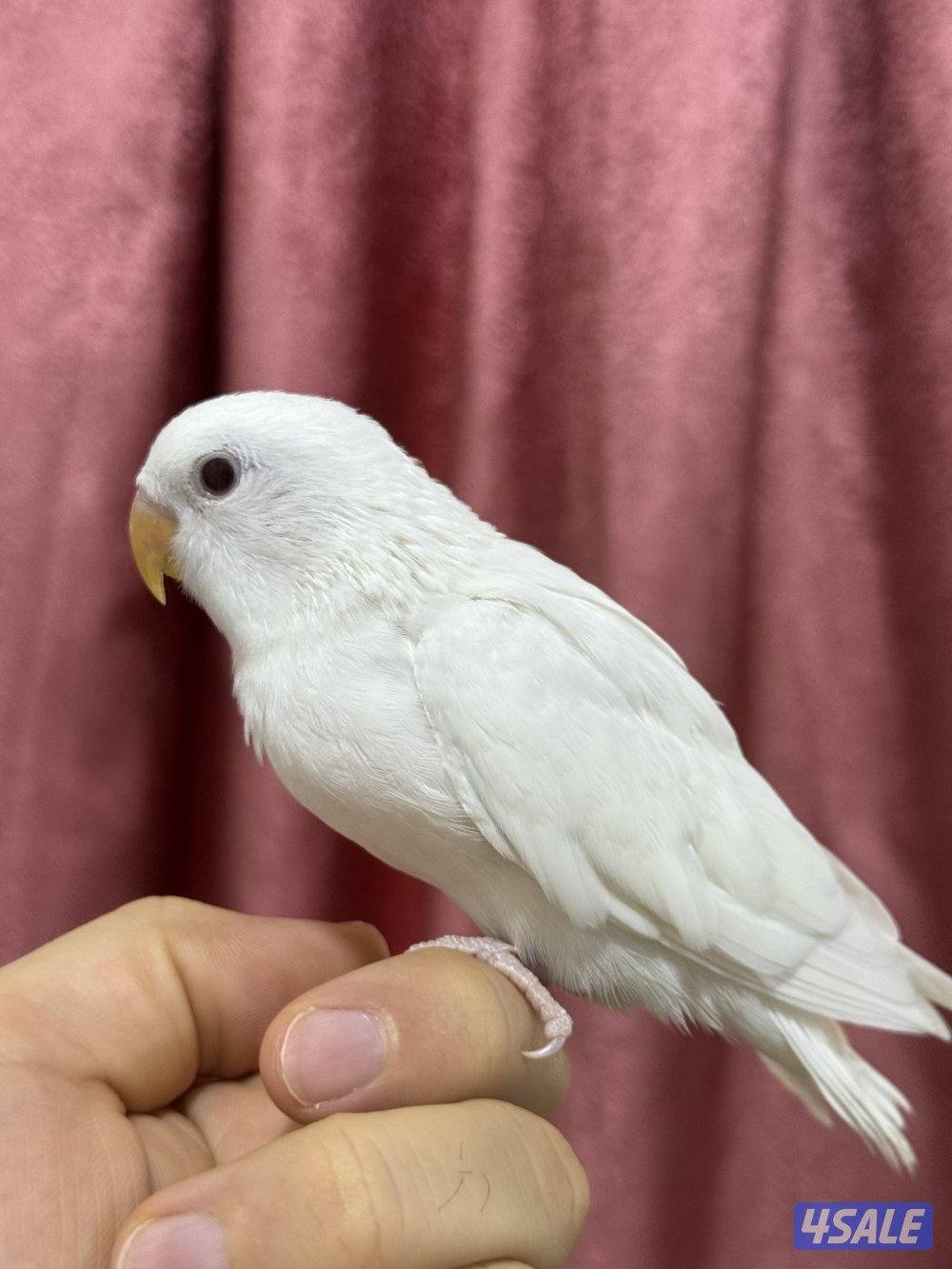 للبيع لوف بيرد ربوه يصلح حق الصغار والكبار تناديه يجيك نهاية عس8