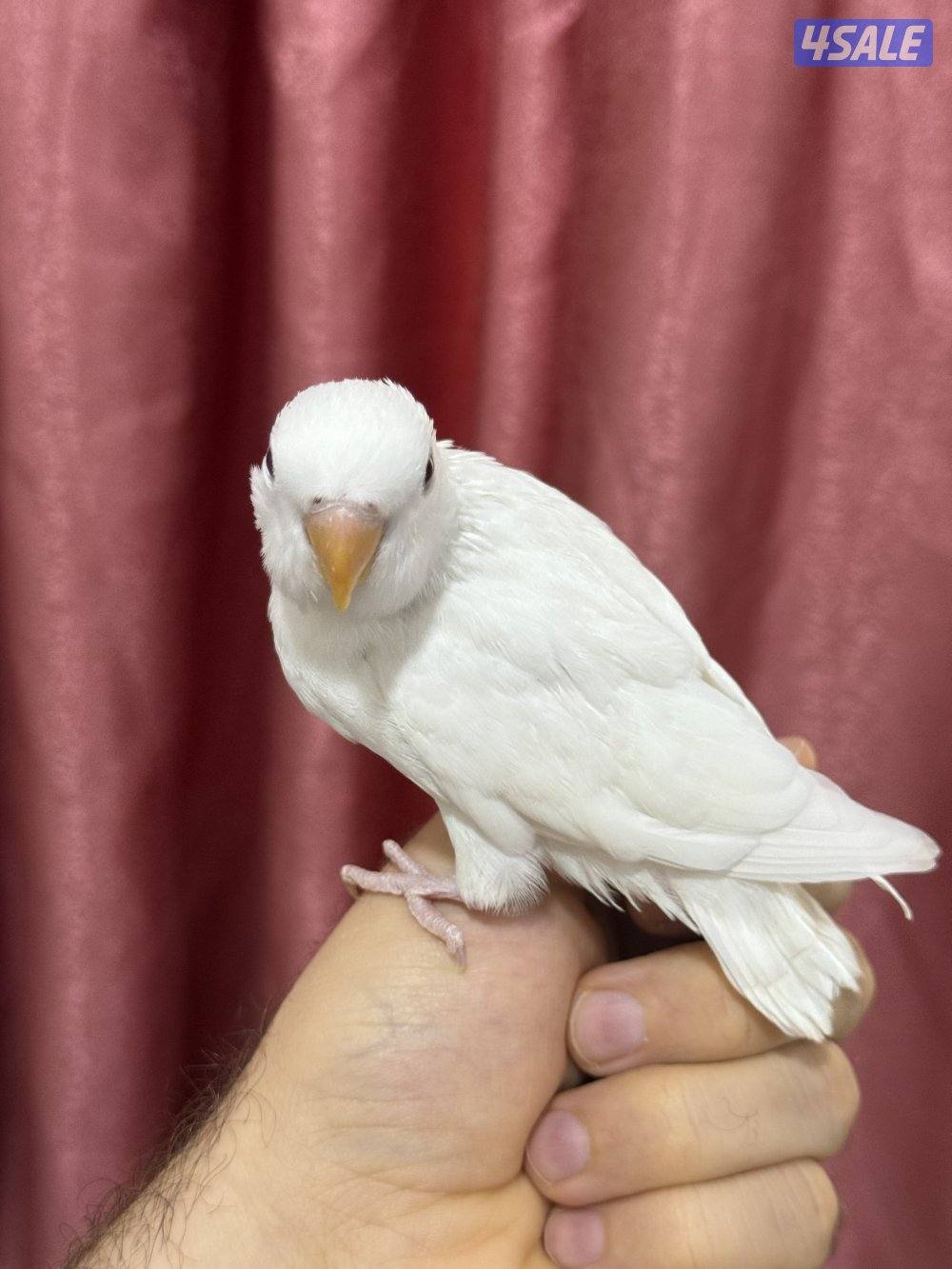 للبيع لوف بيرد ربوه يصلح حق الصغار والكبار تناديه يجيك نهاية عس9