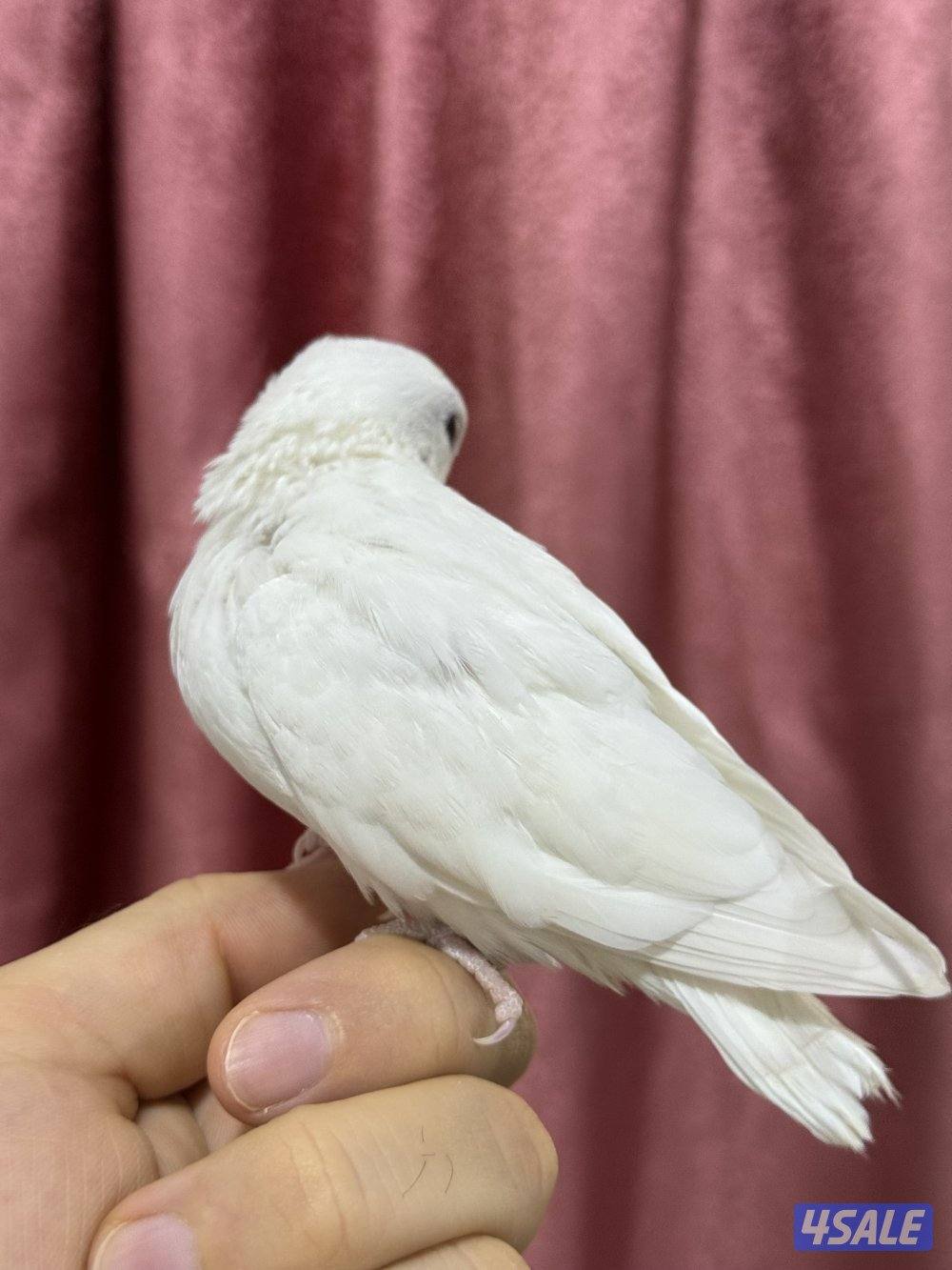 للبيع لوف بيرد ربوه يصلح حق الصغار والكبار تناديه يجيك نهاية عس10