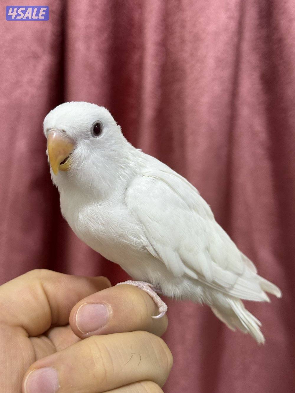 للبيع لوف بيرد ربوه يصلح حق الصغار والكبار تناديه يجيك نهاية عس11