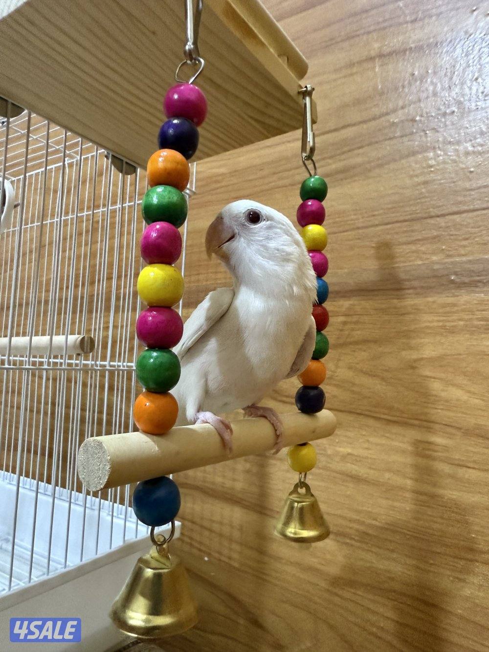 للبيع لوف بيرد ربوه يصلح حق الصغار والكبار تناديه يجيك نهاية عس12