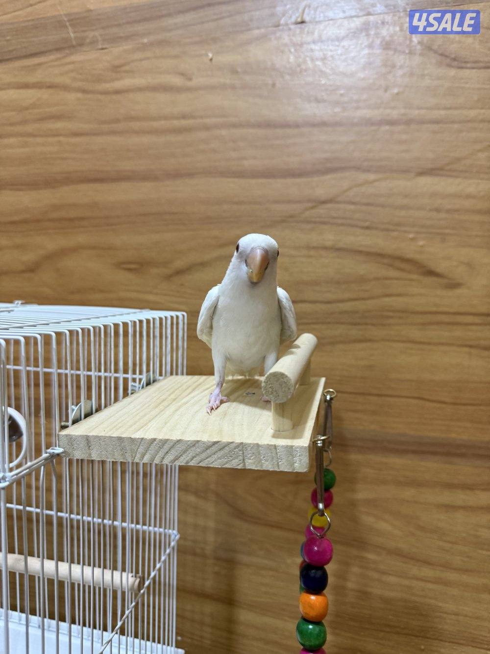 للبيع لوف بيرد ربوه يصلح حق الصغار والكبار تناديه يجيك نهاية عس13