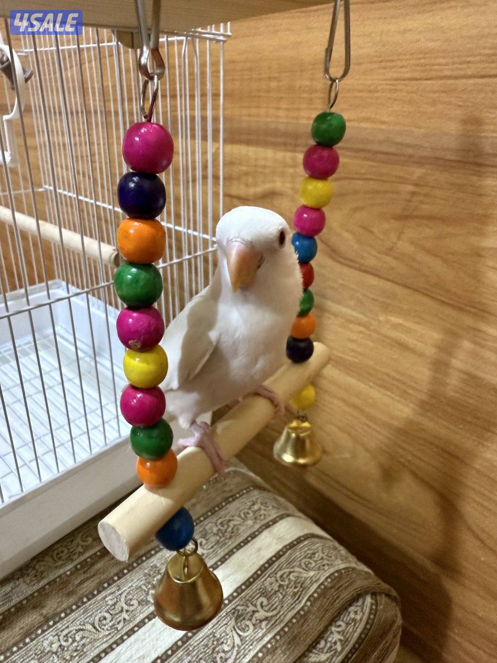 للبيع لوف بيرد ربوه يصلح حق الصغار والكبار تناديه يجيك نهاية عس14