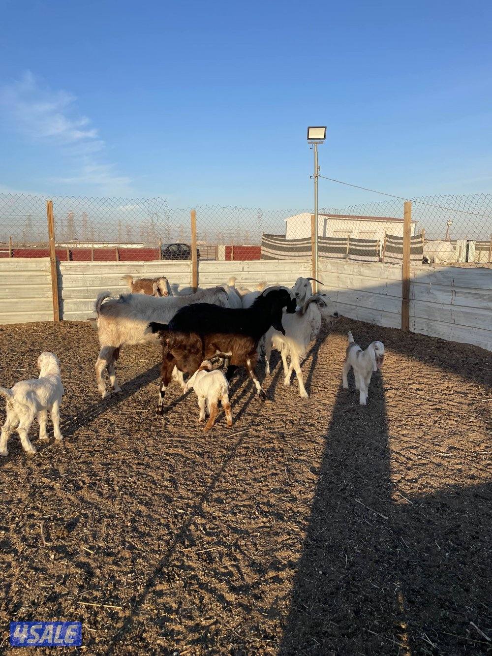 للبيع معزا العدد٧ روس شرط سونارفيها٢ مطافيل وحدتوم0