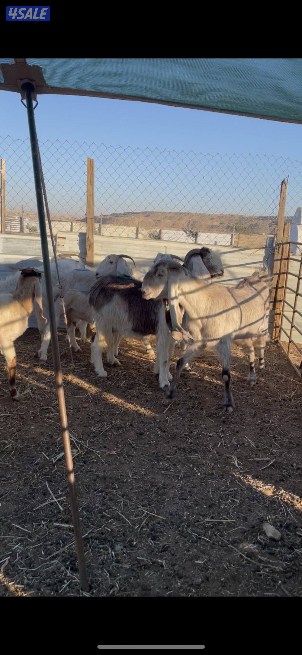 للبيع معزا العدد٧ روس شرط سونارفيها٢ مطافيل وحدتوم1