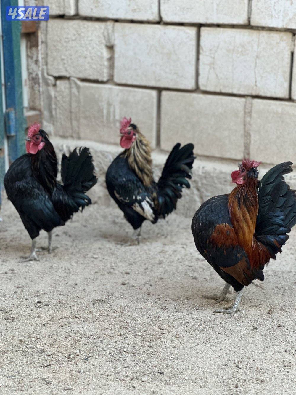 دجاج هزاز + حمام لاحم + اقفاص0