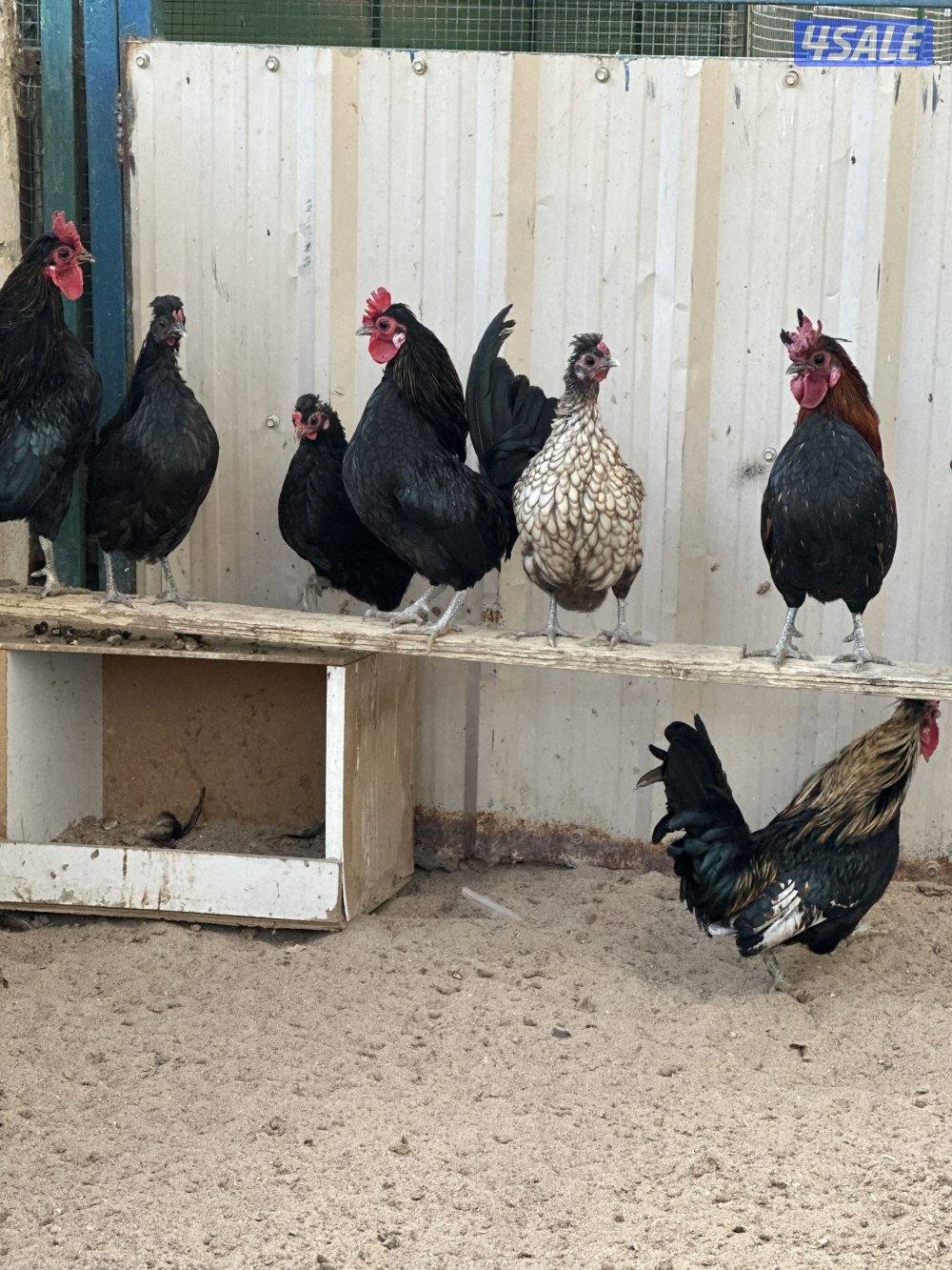 دجاج هزاز + حمام لاحم + اقفاص1