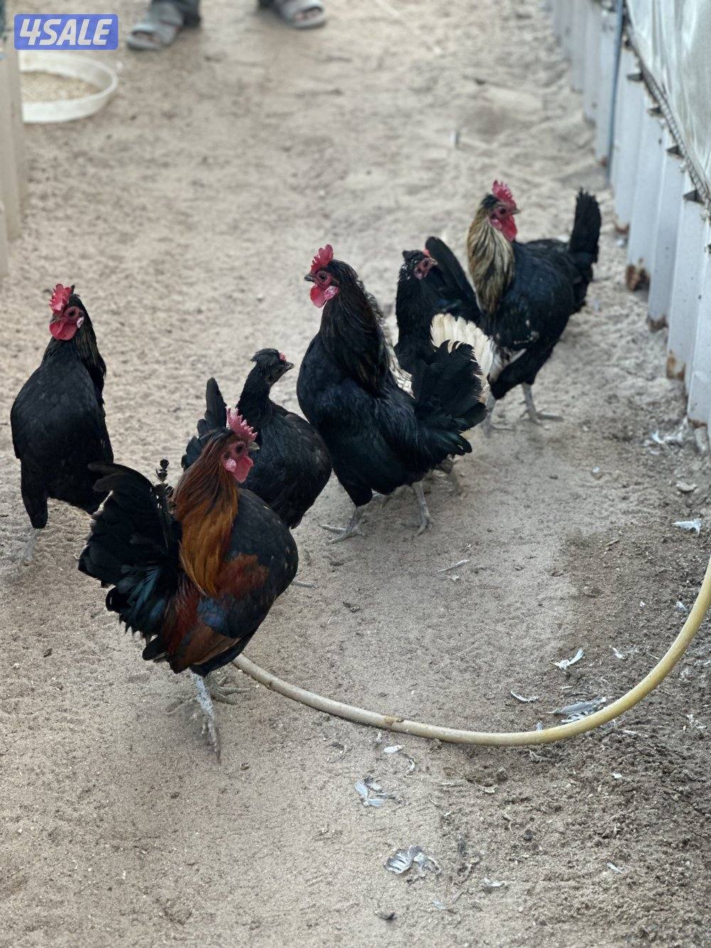 دجاج هزاز + حمام لاحم + اقفاص2