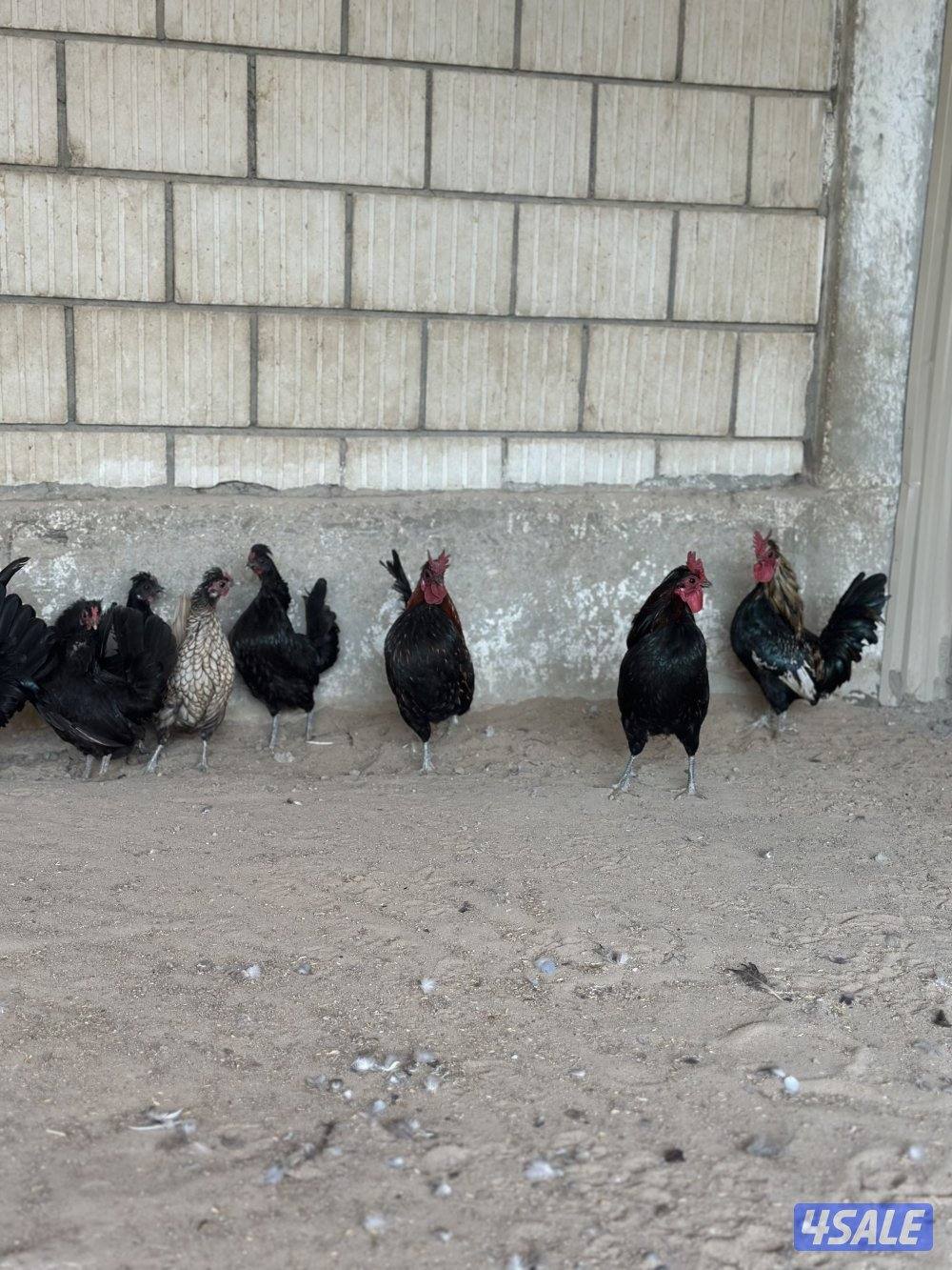 دجاج هزاز + حمام لاحم + اقفاص3