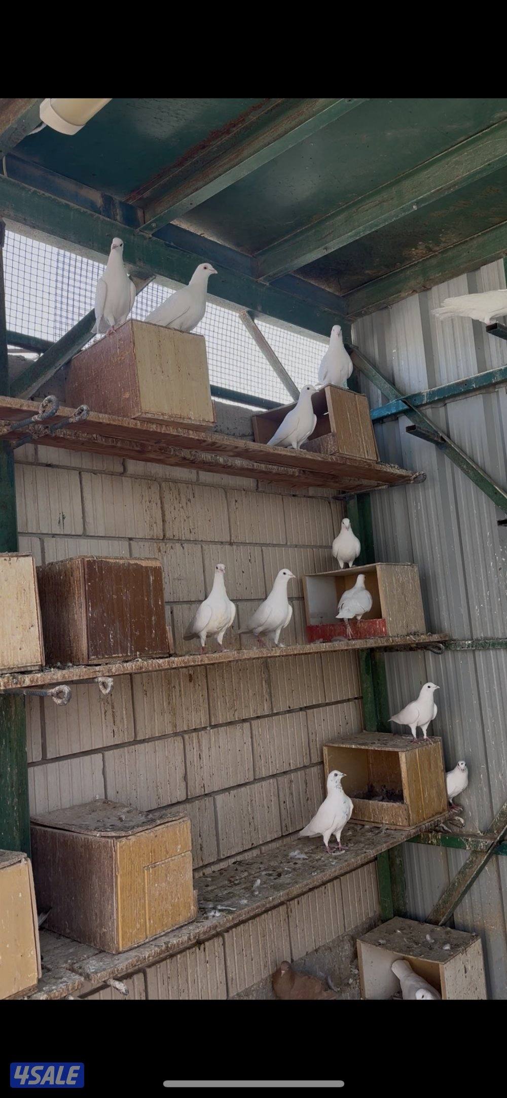 دجاج هزاز + حمام لاحم + اقفاص4