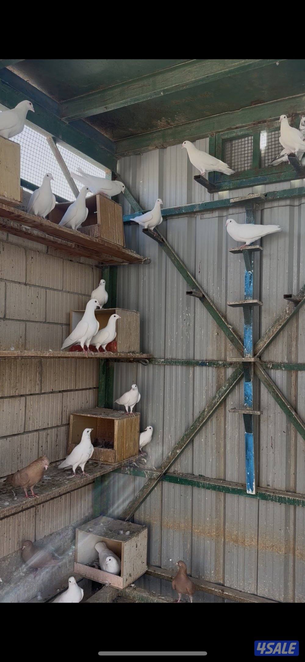 دجاج هزاز + حمام لاحم + اقفاص5