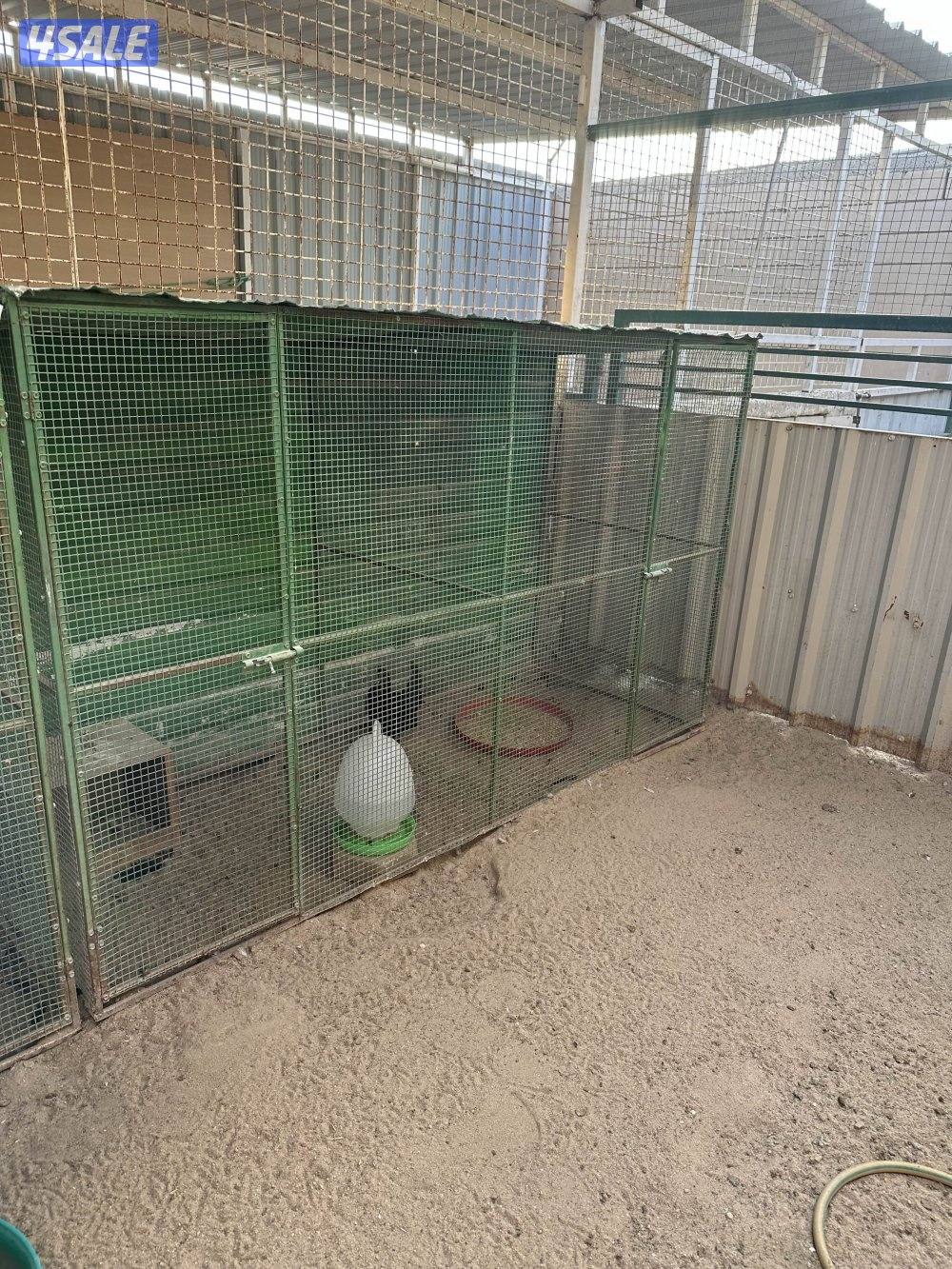 دجاج هزاز + حمام لاحم + اقفاص7