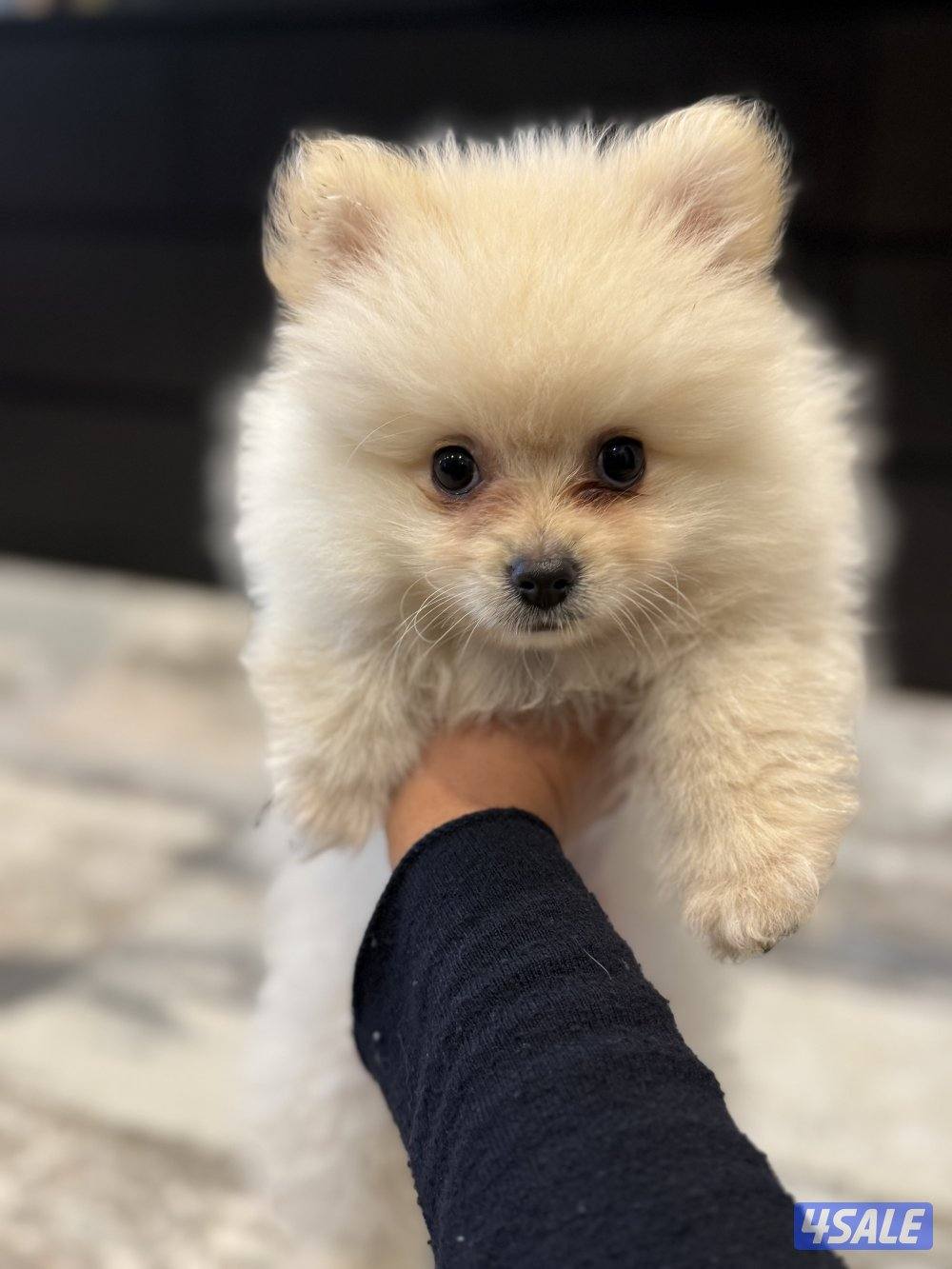 بوميريان العمر شهرين0