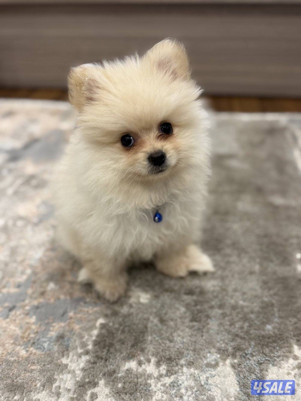 بوميريان العمر شهرين1