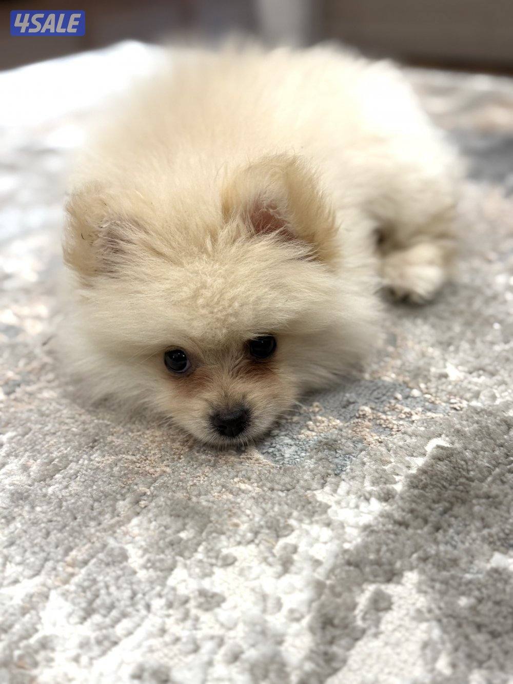 بوميريان العمر شهرين2