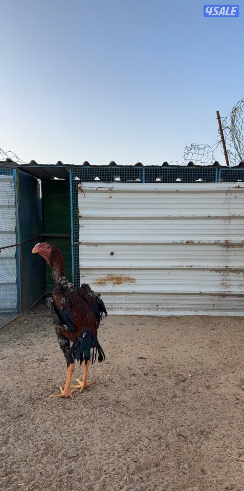 للبيع فروخ دجاج هندي مستويات فاخره0