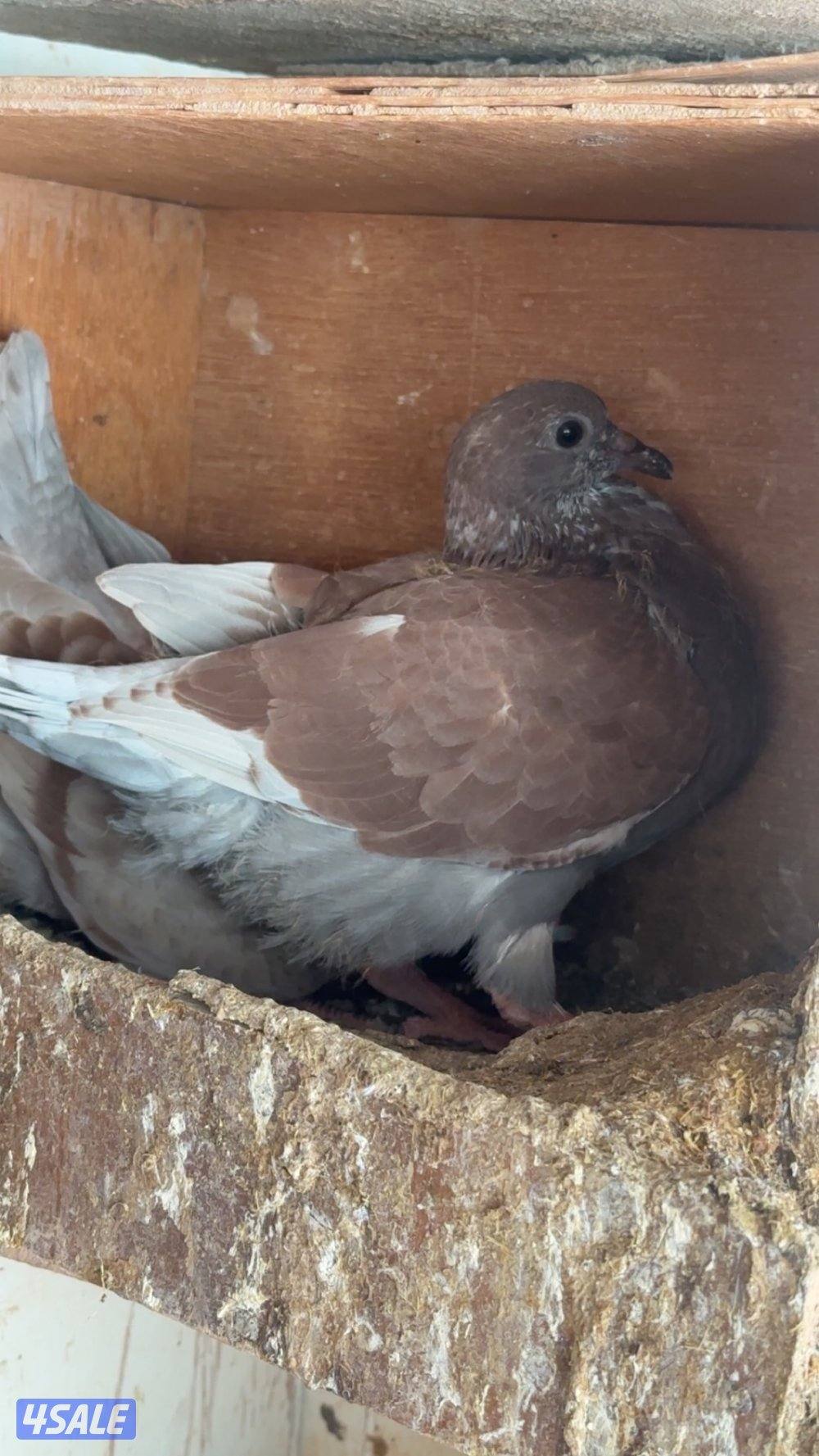 للبيع حمام لحم الوزان تقريبا ١٨٠ حبة بيع جملة أو مفرق  مزارع الوفرة0