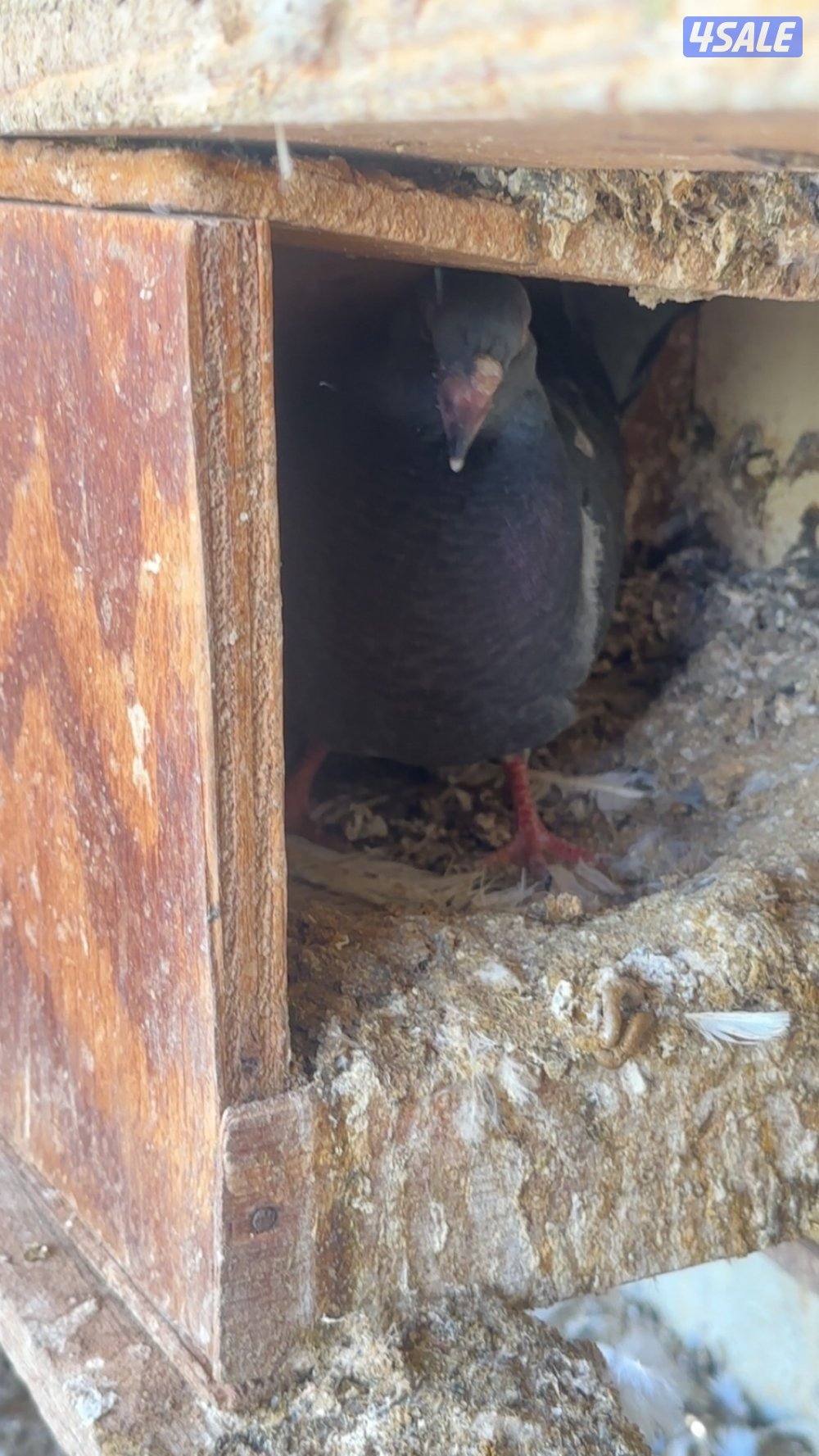 للبيع حمام لحم الوزان تقريبا ١٨٠ حبة بيع جملة أو مفرق  مزارع الوفرة1