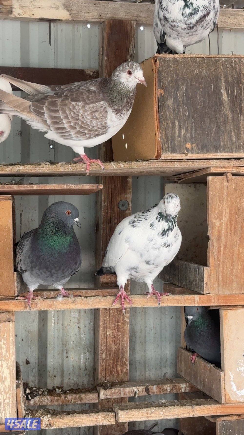 للبيع حمام لحم الوزان تقريبا ١٨٠ حبة بيع جملة أو مفرق  مزارع الوفرة2