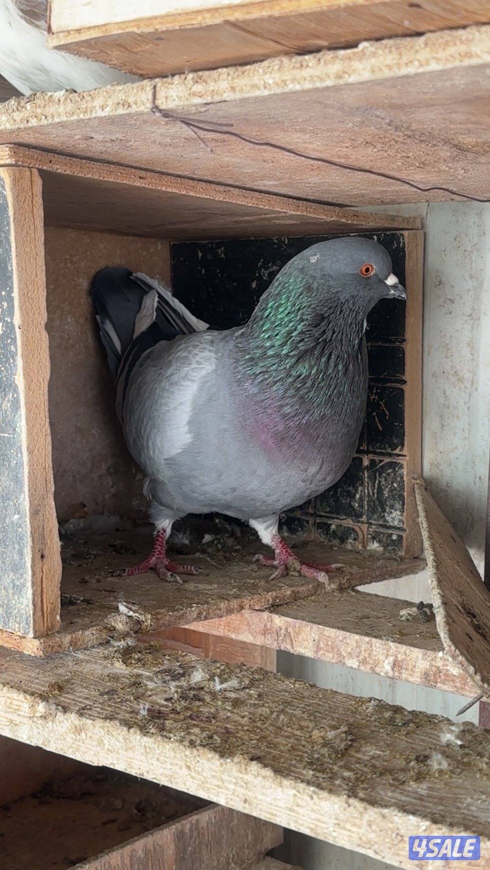 للبيع حمام لحم الوزان تقريبا ١٨٠ حبة بيع جملة أو مفرق  مزارع الوفرة5