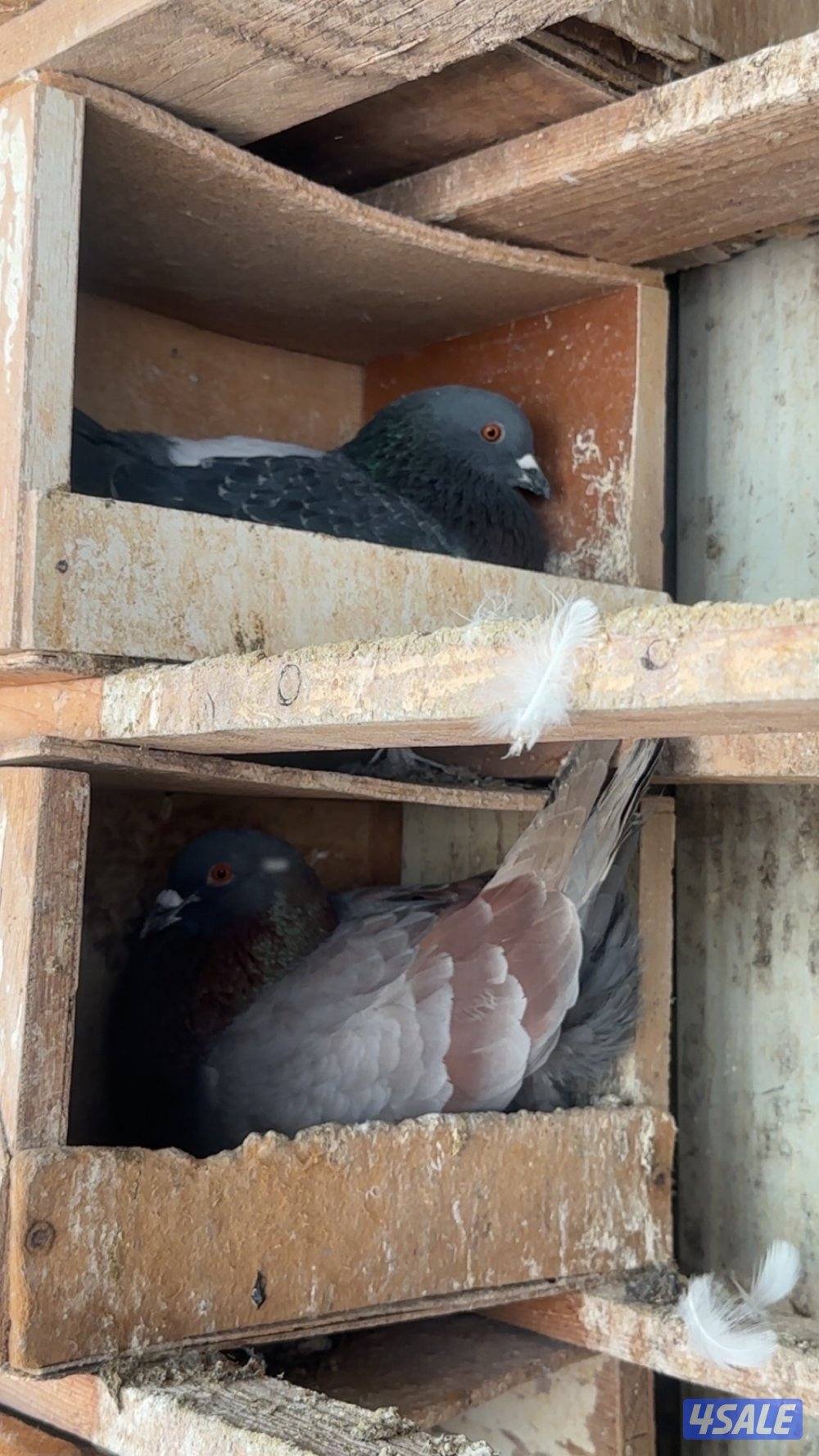 للبيع حمام لحم الوزان تقريبا ١٨٠ حبة بيع جملة أو مفرق  مزارع الوفرة6