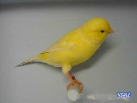 ذكر كناري واتر سلاجر شرط التغريد0