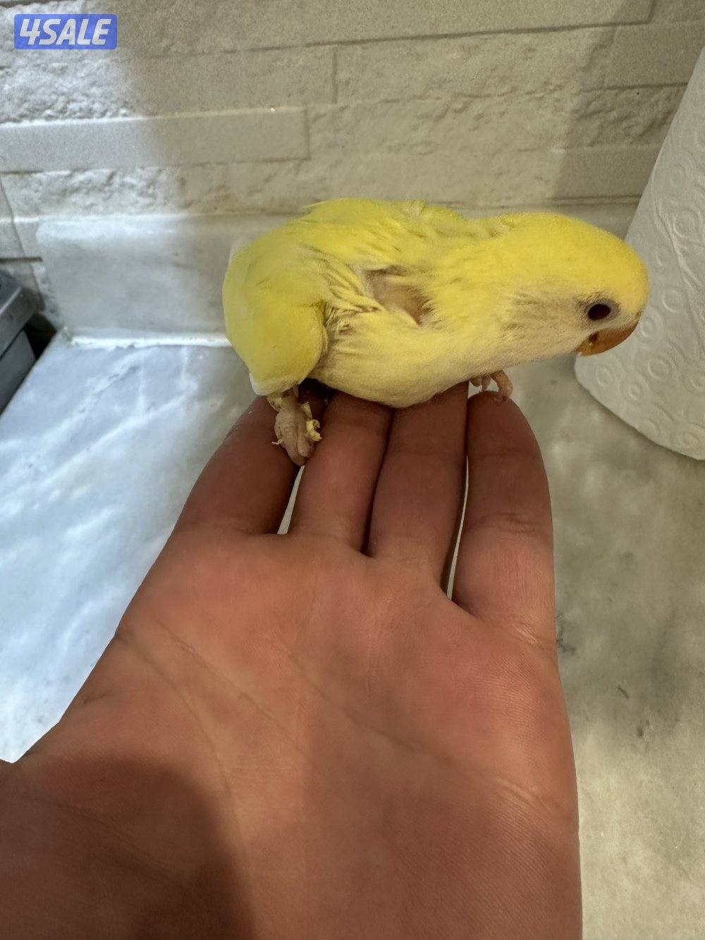 فروخ لوف بيرد 🐥🐣0