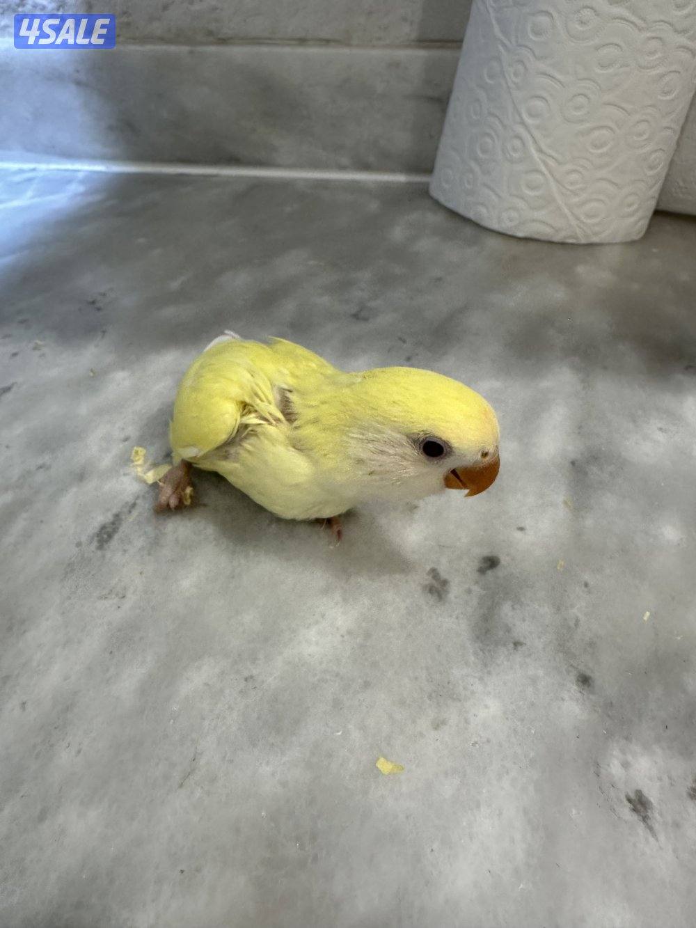 فروخ لوف بيرد 🐥🐣1