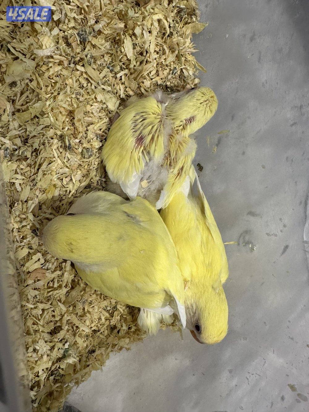 فروخ لوف بيرد 🐥🐣2