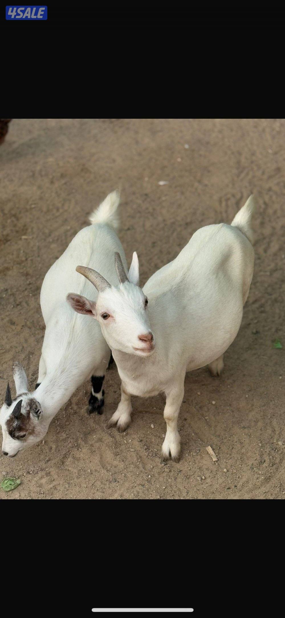 جيكيات مكسات مستويات طيبه0