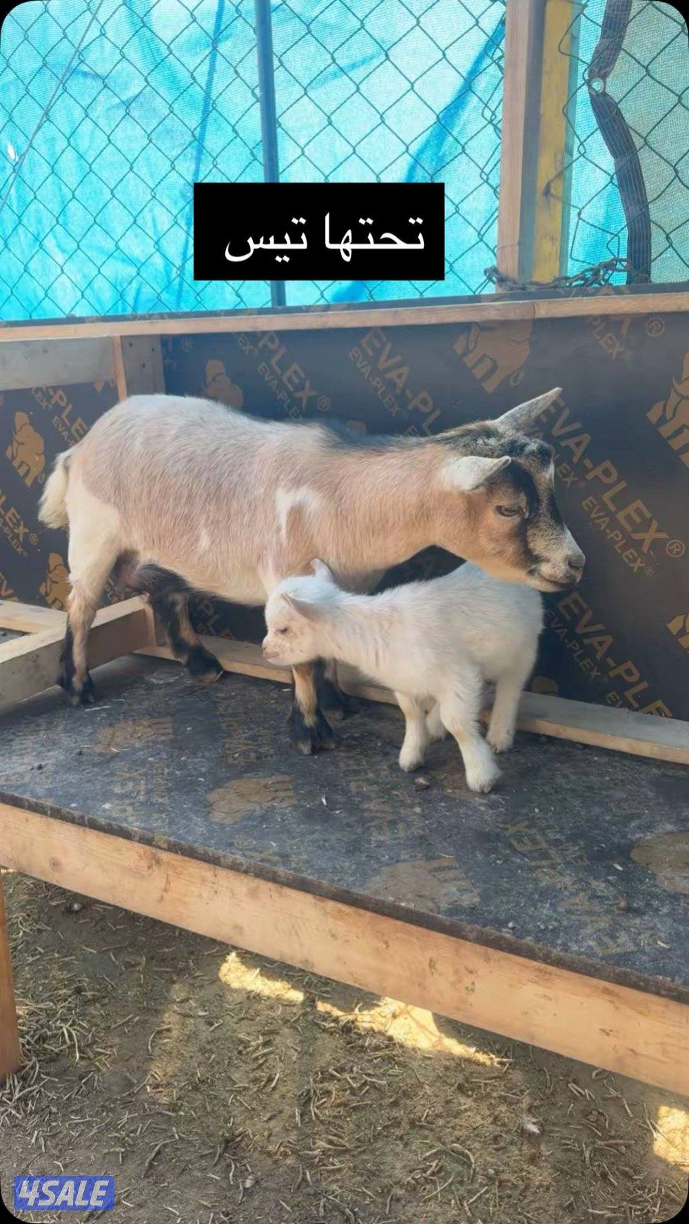 جيكيات مكسات مستويات طيبه1