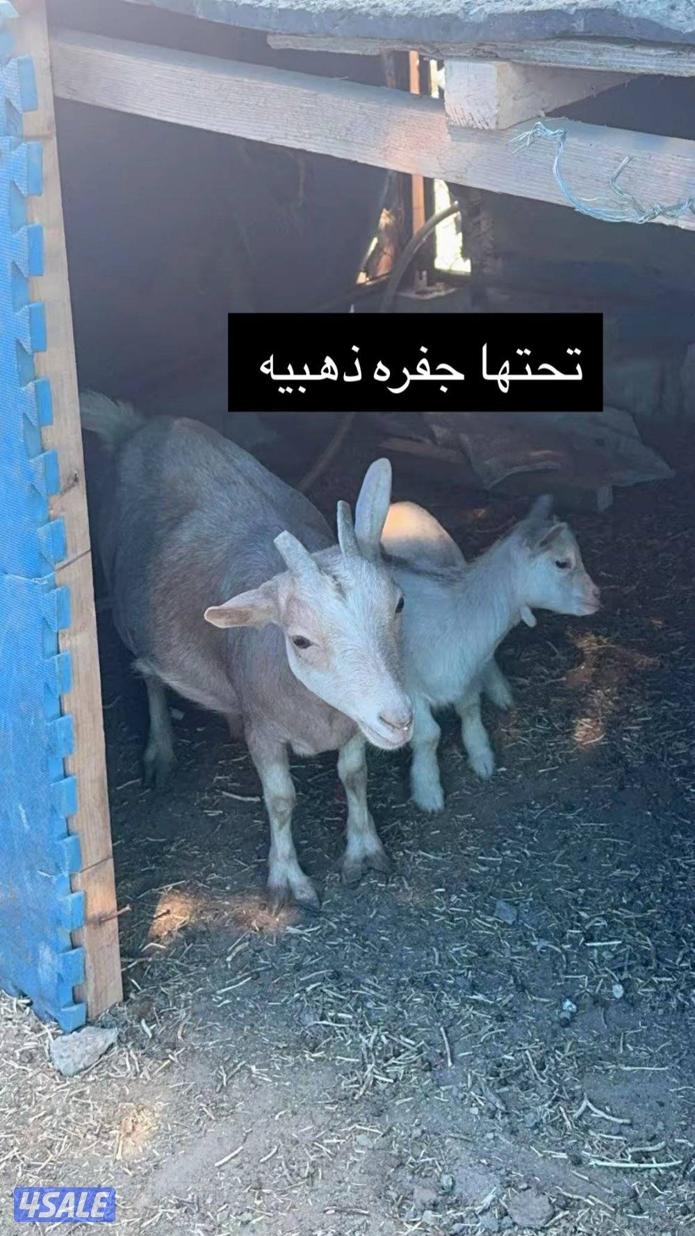 جيكيات مكسات مستويات طيبه3