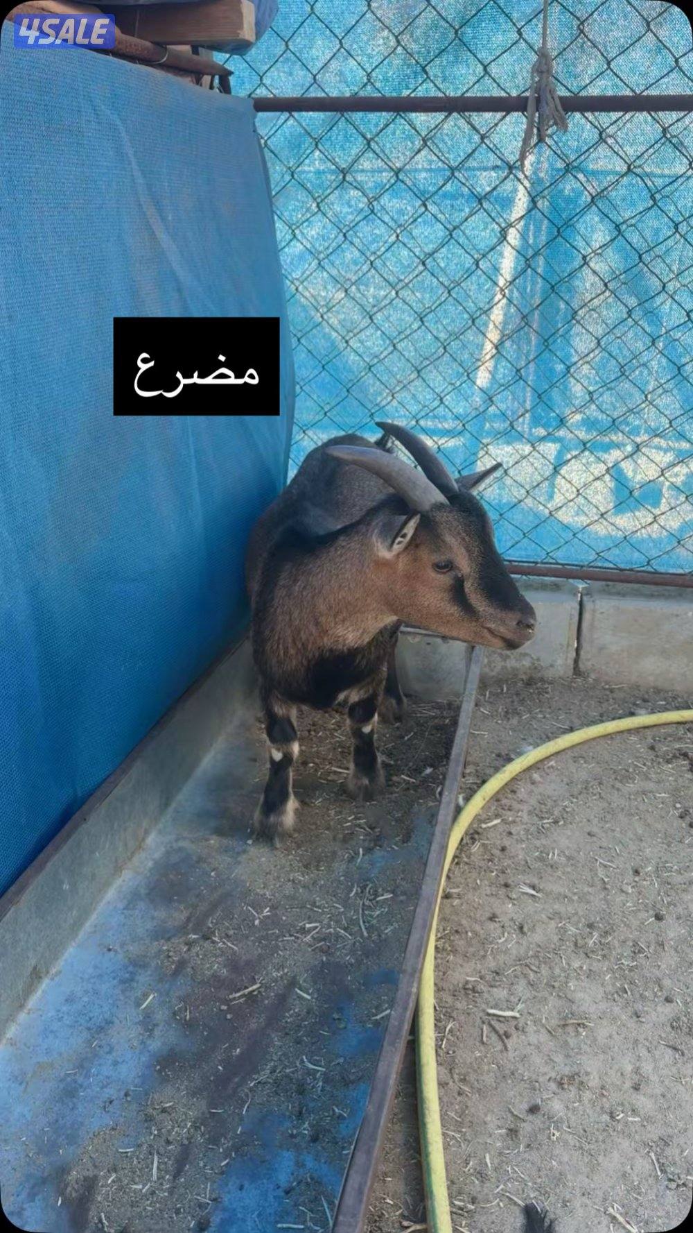 جيكيات مكسات مستويات طيبه4