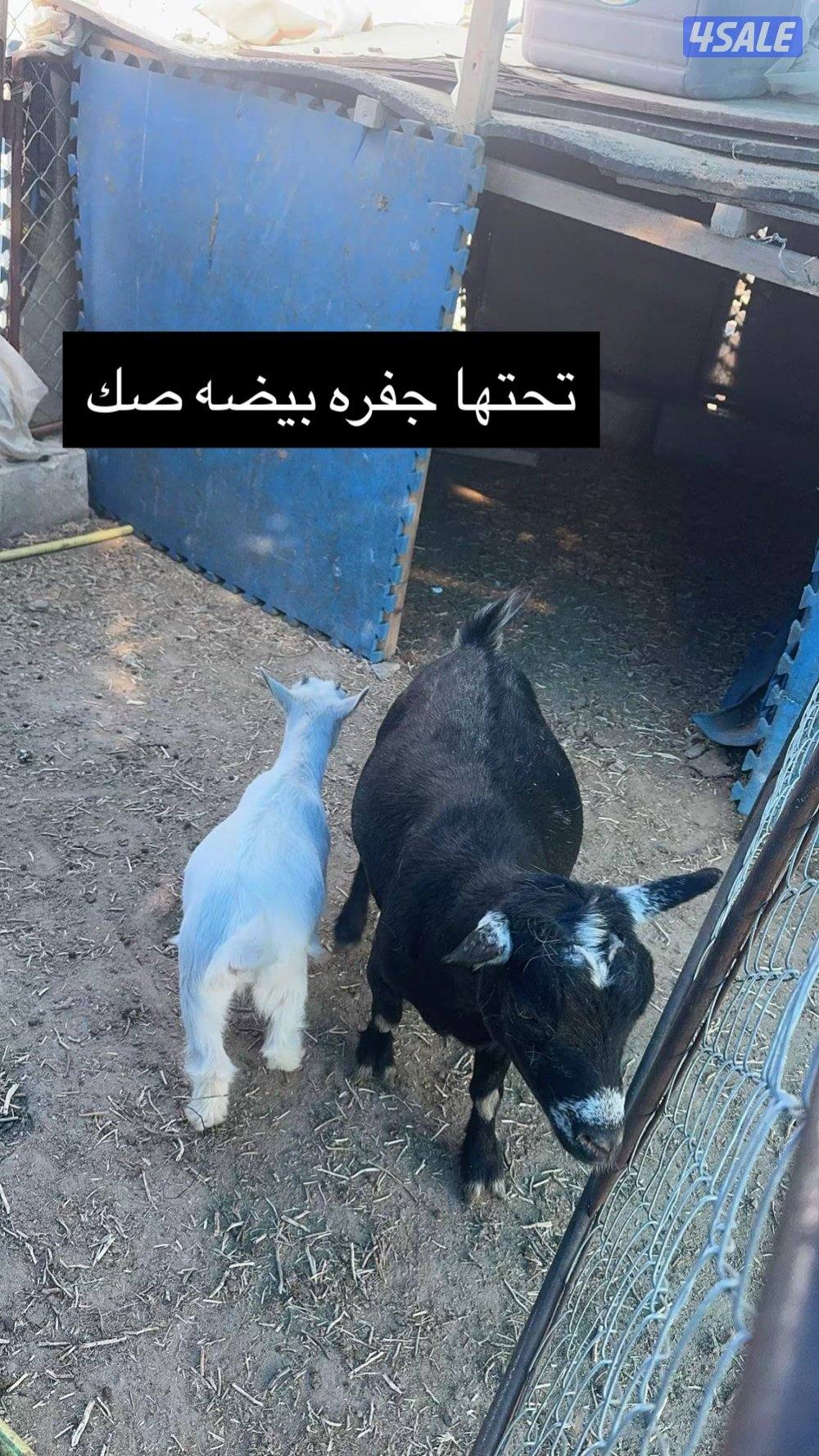 جيكيات مكسات مستويات طيبه5