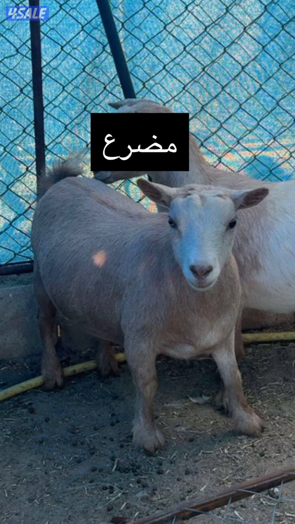 جيكيات مكسات مستويات طيبه6