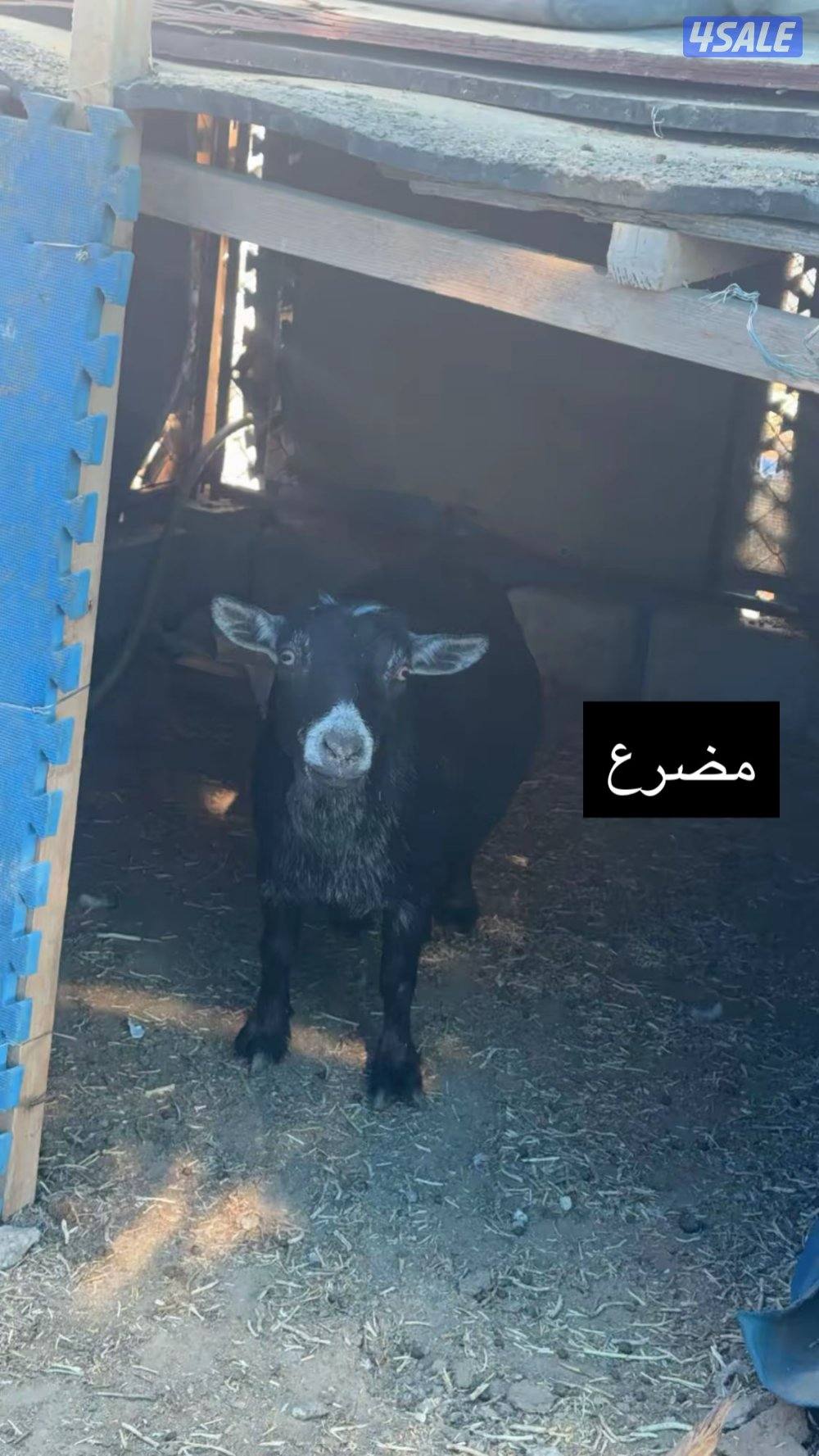 جيكيات مكسات مستويات طيبه7