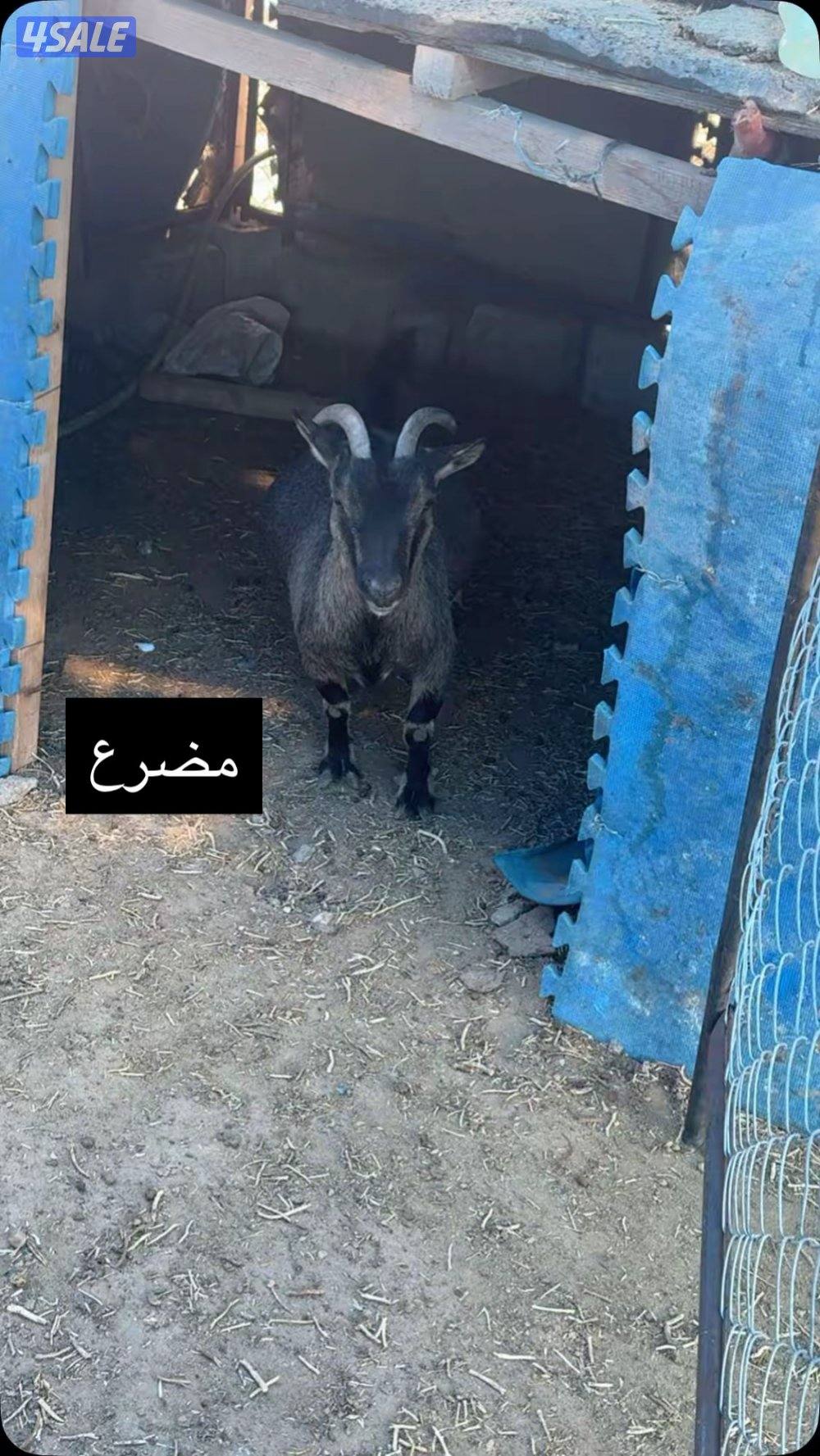 جيكيات مكسات مستويات طيبه8