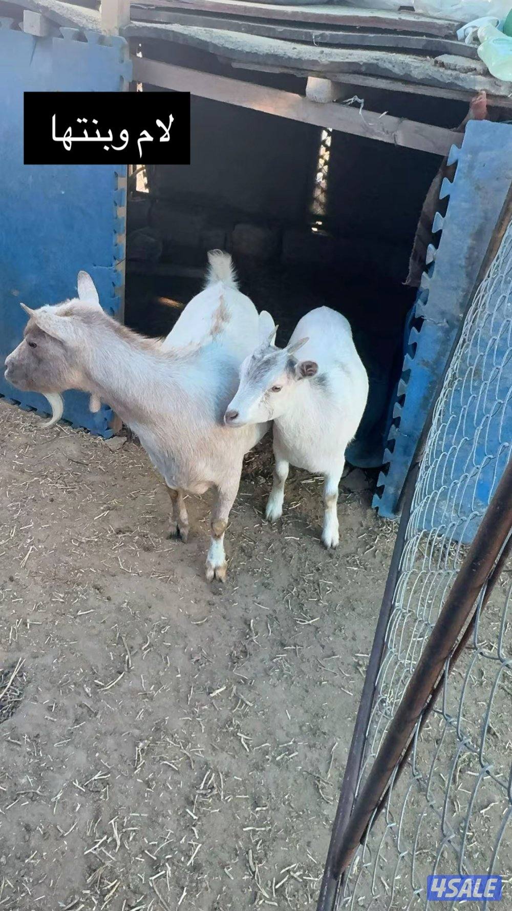 جيكيات مكسات مستويات طيبه10