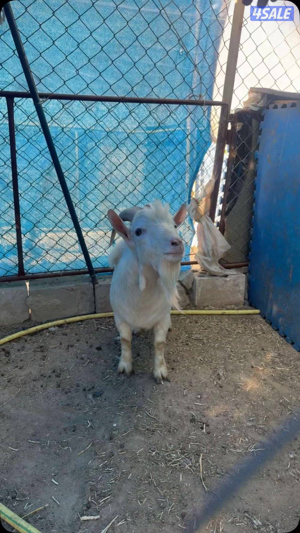 جيكيات مكسات مستويات طيبه11