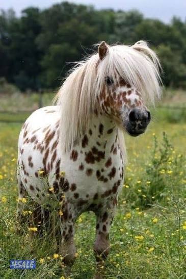 مرابط جهة متخصصة في تاجير الخيول والبوني والبقيات للعائلات والفعاليات🐎0