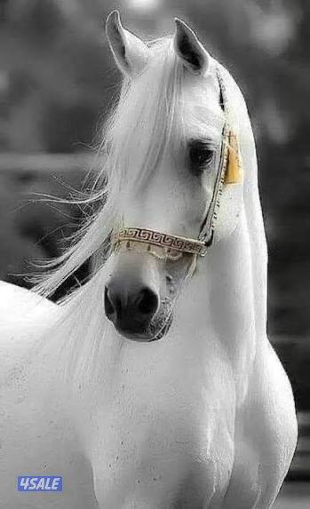 مرابط جهة متخصصة في تاجير الخيول والبوني والبقيات للعائلات والفعاليات🐎2