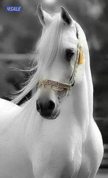 تاجير مخيم و بوني و خيول و بقيات0