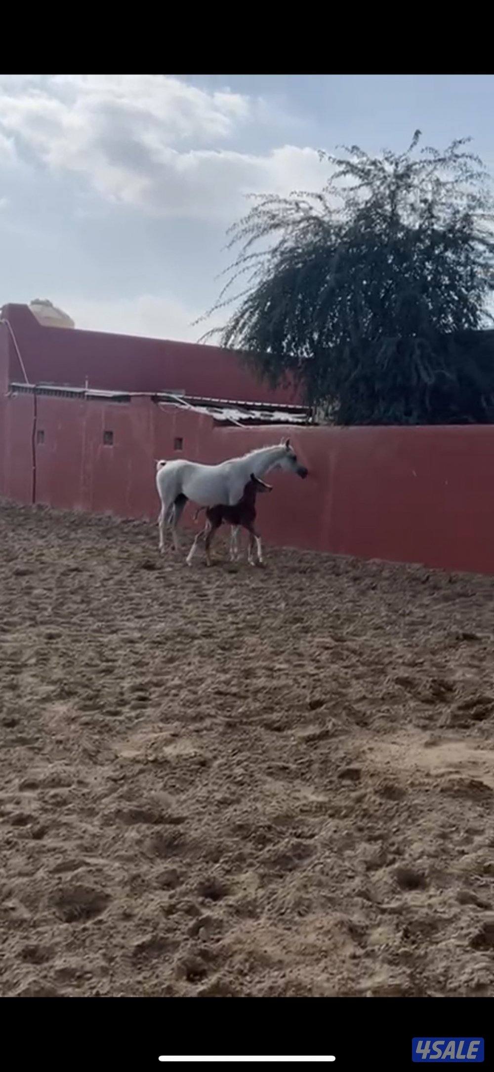 للبيع فرس ولدها0