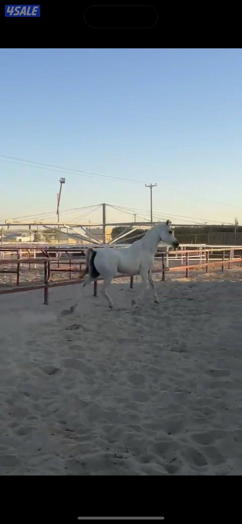 للبيع فرس ولدها1
